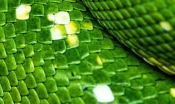 Pourquoi les hedge funds sont devenus fans de Python comme langage de programmation